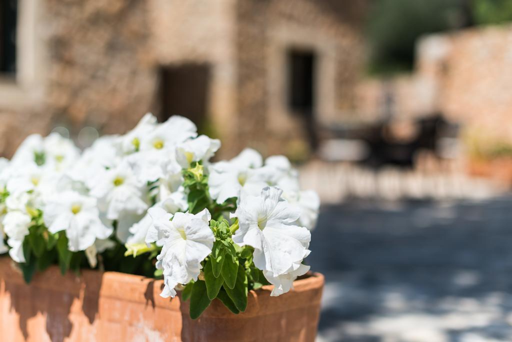 Es Pinar Villa Alaró Exteriör bild